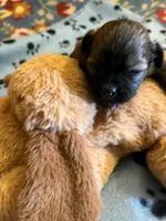 HM 2, a male Shihpoo for sale in Rocky Ford, CO – 2 of 4