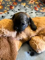 HM 2, a male Shihpoo for sale in Rocky Ford, CO – 3 of 4
