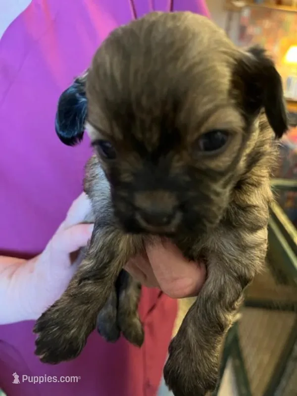 HM 2 – Shihpoo puppy for sale in Rocky Ford, CO
