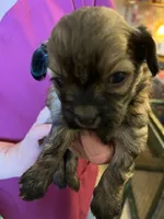 HM 2, a male Shihpoo for sale in Rocky Ford, CO – 1 of 4