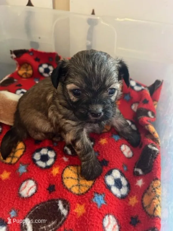 HM 2 – Shihpoo puppy for sale in Rocky Ford, CO