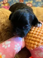 RF 1, a female Shihpoo for sale in Rocky Ford, CO – 3 of 5