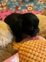 RF 1, a female Shihpoo for sale in Rocky Ford, CO – 4 of 5