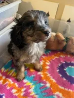 GF 2, a female Miniature Aussiedoodle for sale in Rocky Ford, CO – 2 of 3