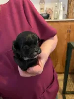 RF 1, a female Shihpoo for sale in Rocky Ford, CO – 5 of 5