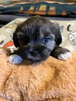 Gr F 1, a female Shihpoo for sale in Rocky Ford, CO – 2 of 2