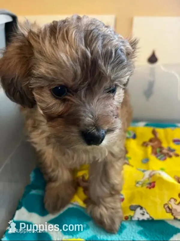 EL M 1 – Maltipoo puppy for sale in Rocky Ford, CO