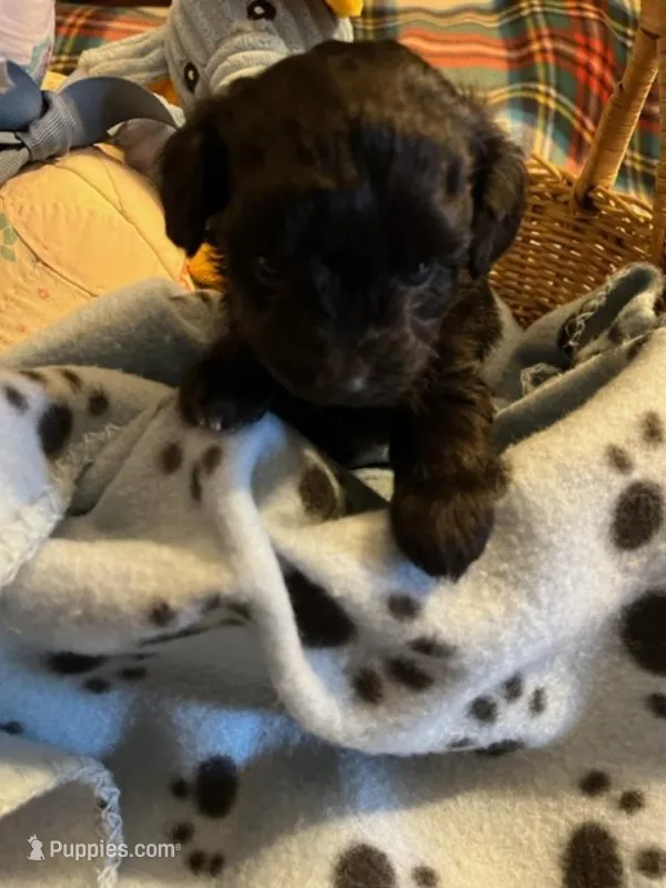 GM 3 – Miniature Aussiedoodle puppy for sale in Rocky Ford, CO