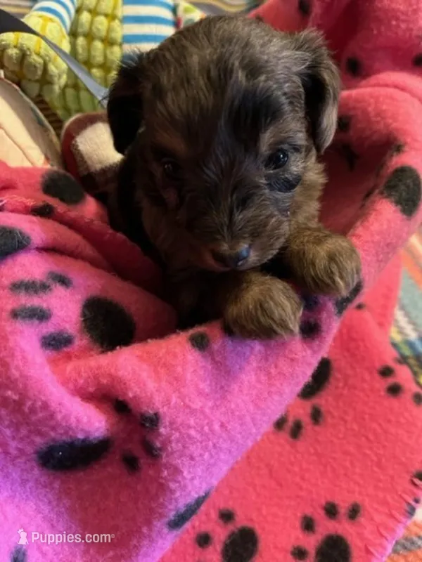 GF 2 – Miniature Aussiedoodle puppy for sale in Rocky Ford, CO