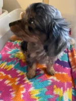 GF 2, a female Miniature Aussiedoodle for sale in Rocky Ford, CO – 3 of 3