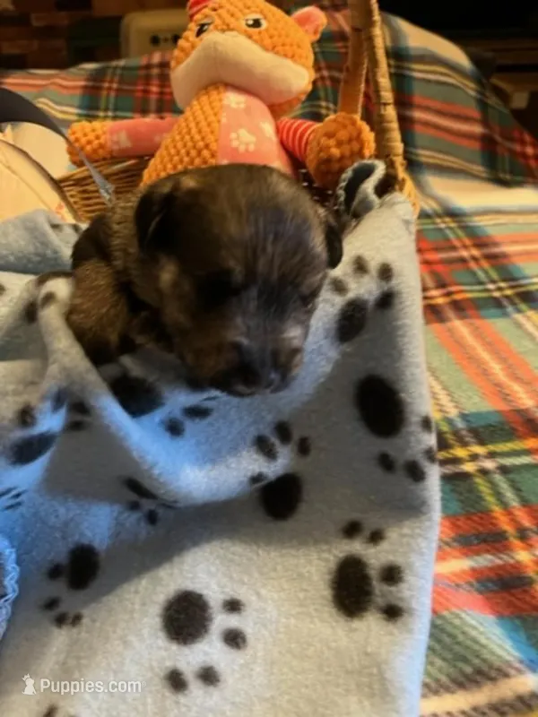 PM 4 – Miniature Schnauzer puppy for sale in Rocky Ford, CO