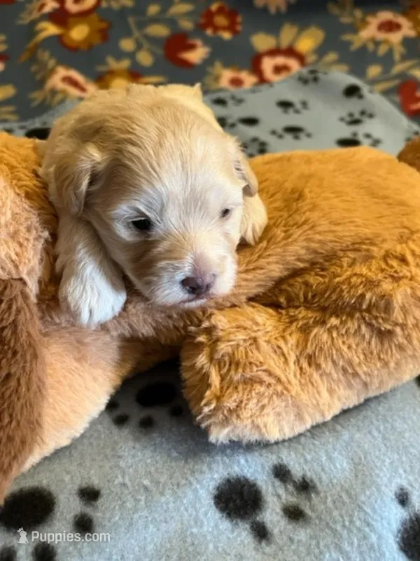 MM 1 – Schnoodle puppy for sale in Rocky Ford, CO