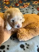 MM 1, a male Schnoodle for sale in Rocky Ford, CO – 1 of 2