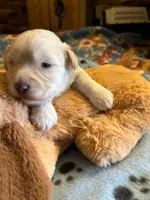 MM 1, a male Schnoodle for sale in Rocky Ford, CO – 2 of 2