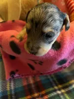 CF 1, a female Schnoodle for sale in Rocky Ford, CO – 2 of 2