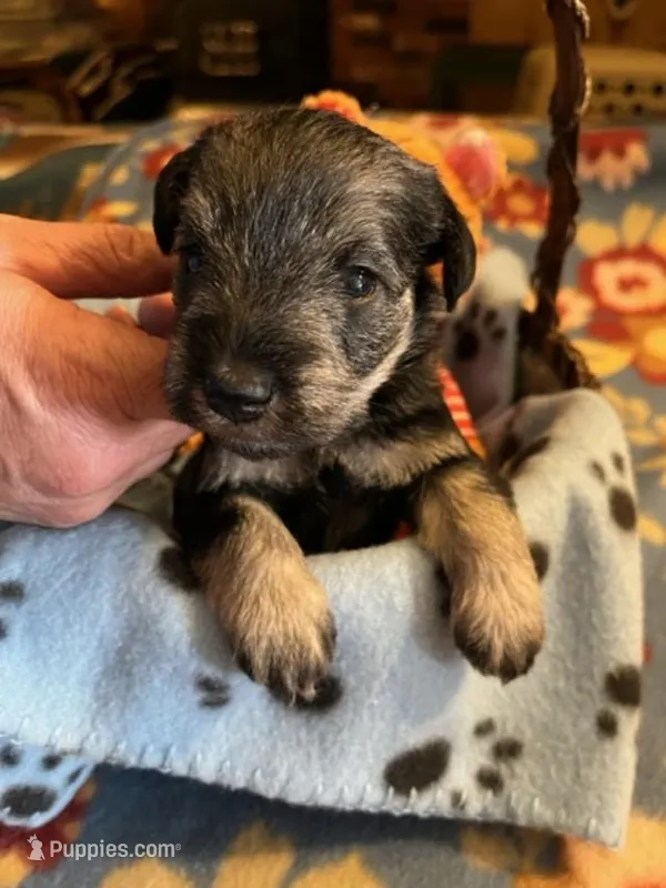 PM 3 – Miniature Schnauzer puppy for sale in Rocky Ford, CO