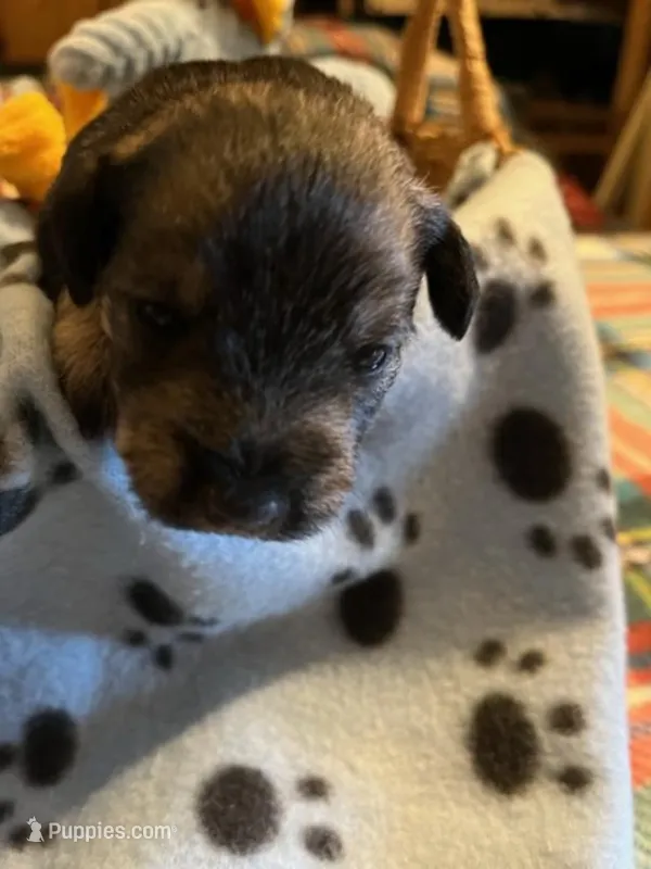 PM 3 – Miniature Schnauzer puppy for sale in Rocky Ford, CO