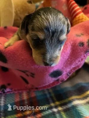 CF 1 – Schnoodle puppy for sale in Rocky Ford, CO