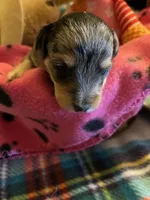 CF 1, a female Schnoodle for sale in Rocky Ford, CO – 1 of 2
