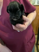RF 1, a female Shihpoo for sale in Rocky Ford, CO – 2 of 5