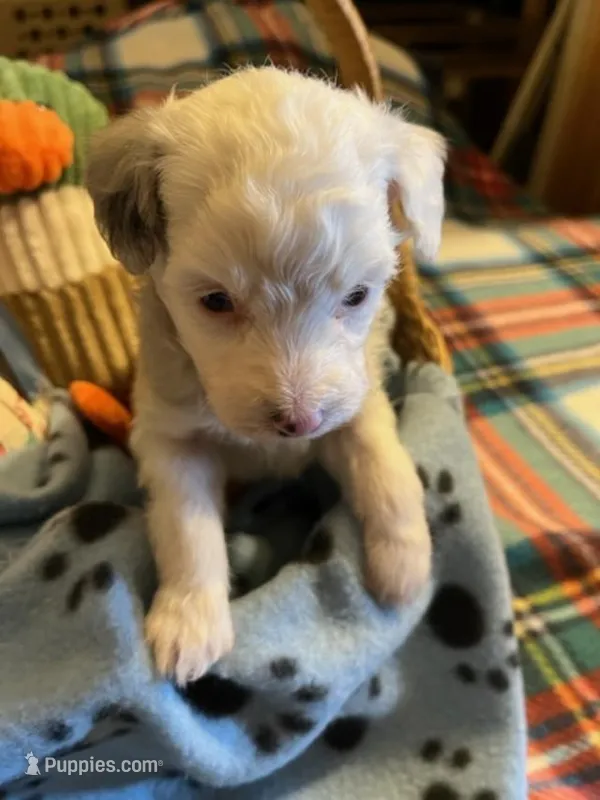 GM 4 – Miniature Aussiedoodle puppy for sale in Rocky Ford, CO