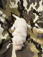 Snow, a female Miniature Dachshund for sale in Tishomingo, OK – 3 of 5