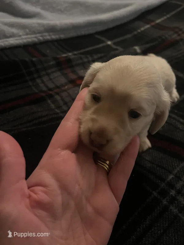 Snow – Miniature Dachshund puppy for sale in Tishomingo, OK