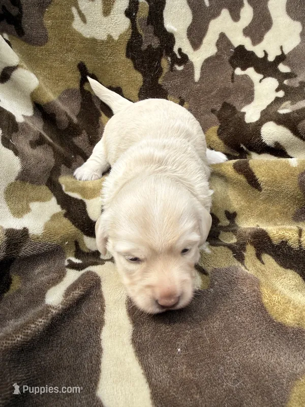 Snow – Miniature Dachshund puppy for sale in Tishomingo, OK