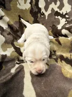 Snow, a female Miniature Dachshund for sale in Tishomingo, OK – 1 of 5