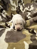 Snow, a female Miniature Dachshund for sale in Tishomingo, OK – 4 of 5