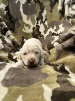 Snow, a female Miniature Dachshund for sale in Tishomingo, OK – 2 of 5