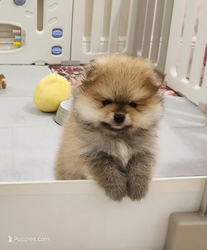 Muffin – Pomeranian puppy for sale in Hollywood, FL