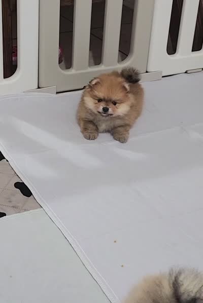 Chilli, a female Pomeranian for sale in Hollywood, FL – 2 of 9