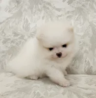 Pompon, a female Pomeranian for sale in Hollywood, FL – 2 of 10