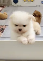 Pompon, a female Pomeranian for sale in Hollywood, FL – 3 of 10