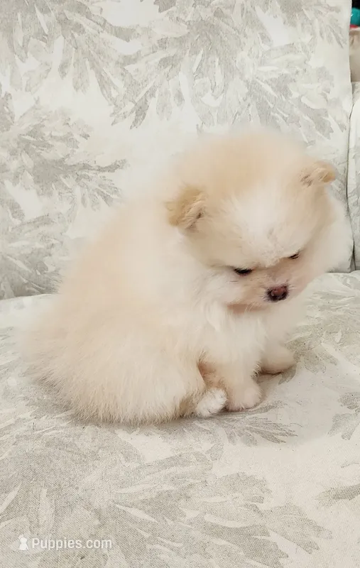 Cookie – Pomeranian puppy for sale in Hollywood, FL