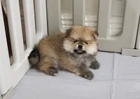 Muffin, a male Pomeranian for sale in Hollywood, FL – 2 of 10