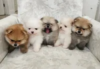 Muffin, a male Pomeranian for sale in Hollywood, FL – 10 of 10