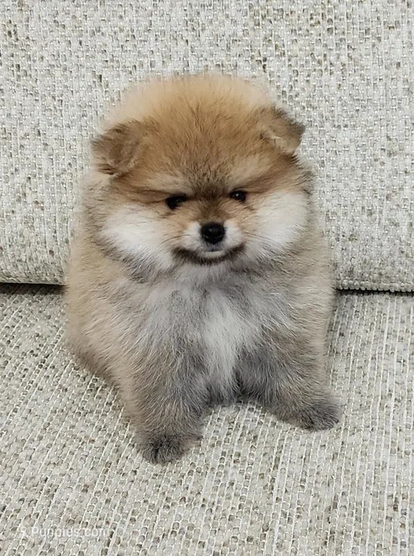 Muffin – Pomeranian puppy for sale in Hollywood, FL