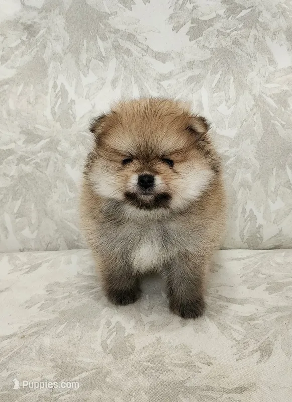 Muffin – Pomeranian puppy for sale in Hollywood, FL