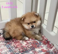 Chilli, a female Pomeranian for sale in Hollywood, FL – 4 of 9