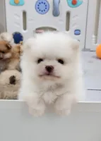 Pompon, a female Pomeranian for sale in Hollywood, FL – 5 of 10