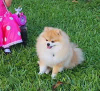 Cookie, a female Pomeranian for sale in Hollywood, FL – 9 of 10