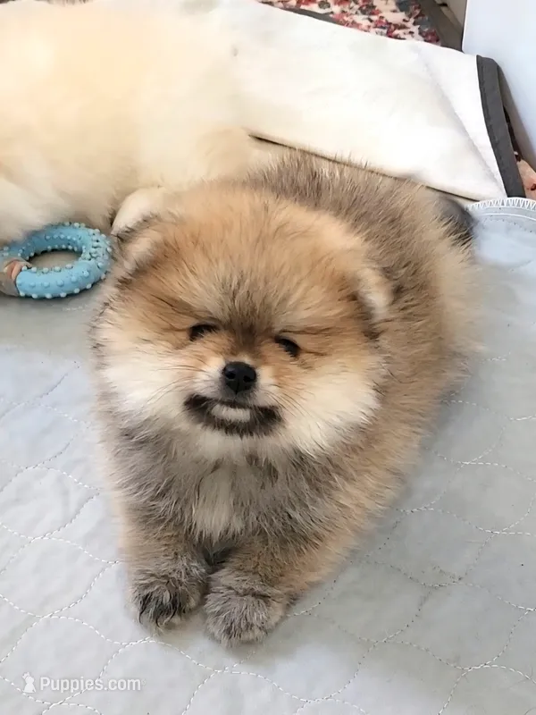 Muffin – Pomeranian puppy for sale in Hollywood, FL