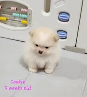 Cookie, a female Pomeranian for sale in Hollywood, FL – 5 of 10