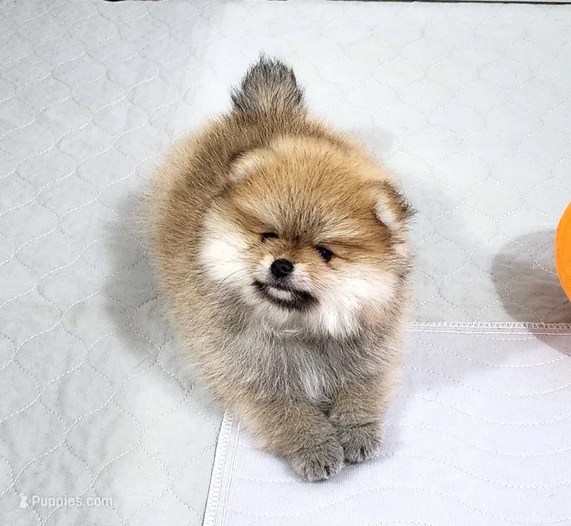 Muffin – Pomeranian puppy for sale in Hollywood, FL