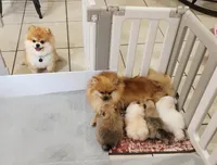 Chilli, a female Pomeranian for sale in Hollywood, FL – 8 of 9
