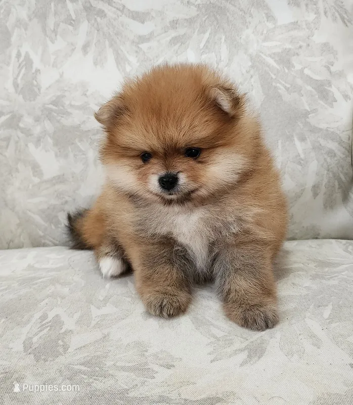 Chilli – Pomeranian puppy for sale in Hollywood, FL