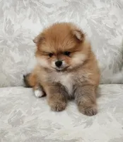Chilli, a female Pomeranian for sale in Hollywood, FL – 1 of 9