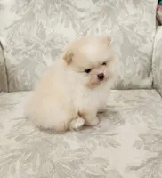 Cookie, a female Pomeranian for sale in Hollywood, FL – 2 of 10